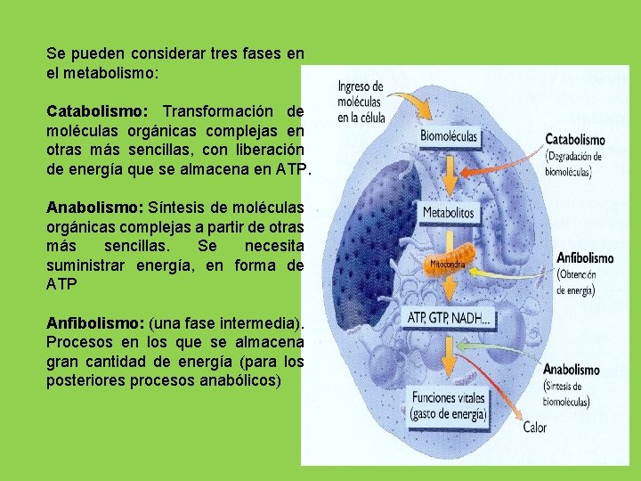 Se pueden considerar tres fases en el metabolismo: Catabolismo: Transformación de moléculas orgánicas complejas