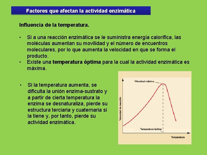 Factores que afectan la actividad enzimática Influencia de la temperatura. • • • Si