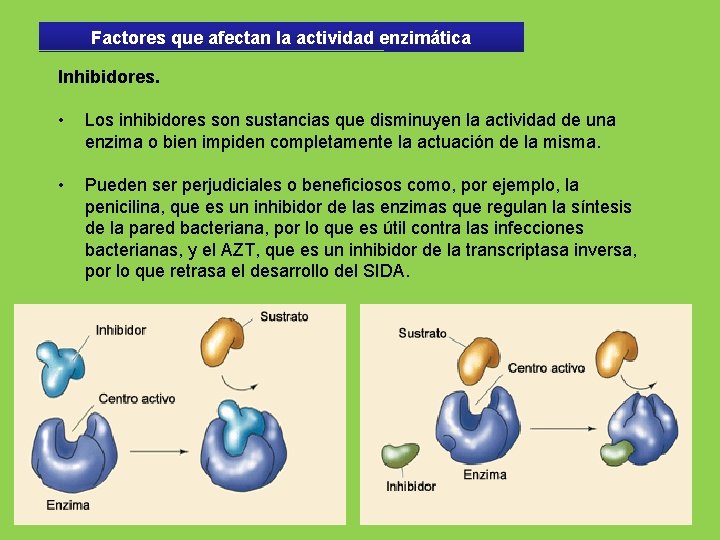 Factores que afectan la actividad enzimática Inhibidores. • Los inhibidores son sustancias que disminuyen