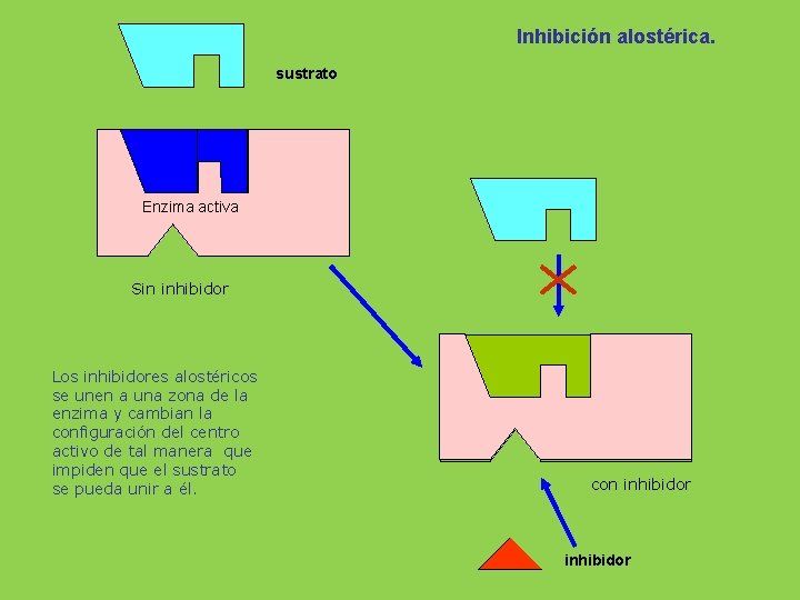 Inhibición alostérica. sustrato Enzima activa Sin inhibidor Los inhibidores alostéricos se unen a una