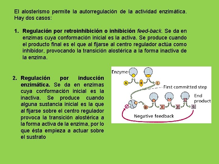 El alosterismo permite la autorregulación de la actividad enzimática. Hay dos casos: 1. Regulación