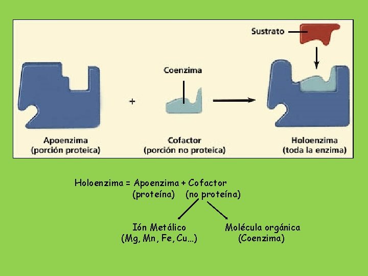 Holoenzima = Apoenzima + Cofactor (proteína) (no proteína) Ión Metálico (Mg, Mn, Fe, Cu…)