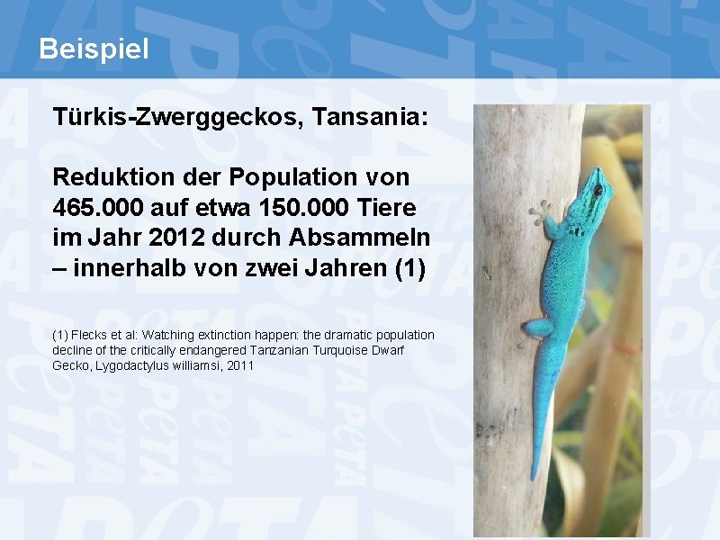 Beispiel Türkis-Zwerggeckos, Tansania: Reduktion der Population von 465. 000 auf etwa 150. 000 Tiere