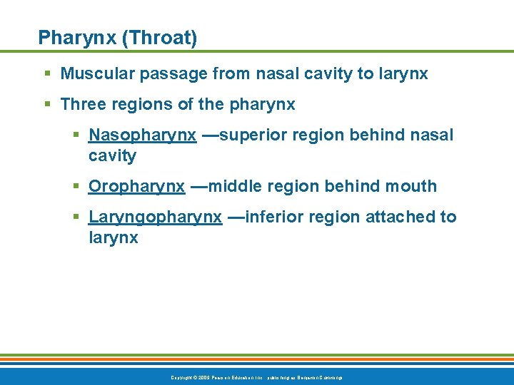 Pharynx (Throat) § Muscular passage from nasal cavity to larynx § Three regions of