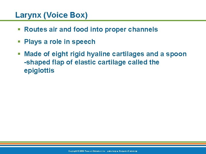 Larynx (Voice Box) § Routes air and food into proper channels § Plays a