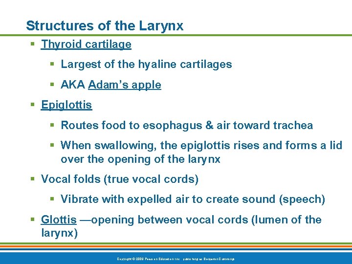 Structures of the Larynx § Thyroid cartilage § Largest of the hyaline cartilages §