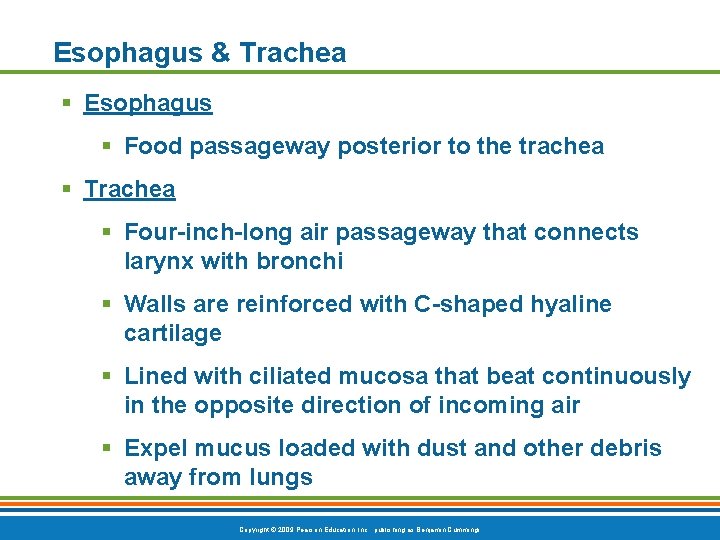 Esophagus & Trachea § Esophagus § Food passageway posterior to the trachea § Trachea