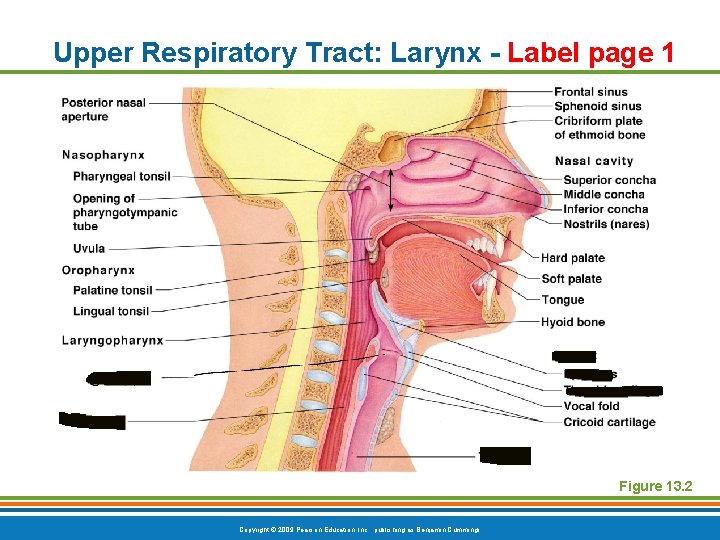 Upper Respiratory Tract: Larynx - Label page 1 Figure 13. 2 Copyright © 2009