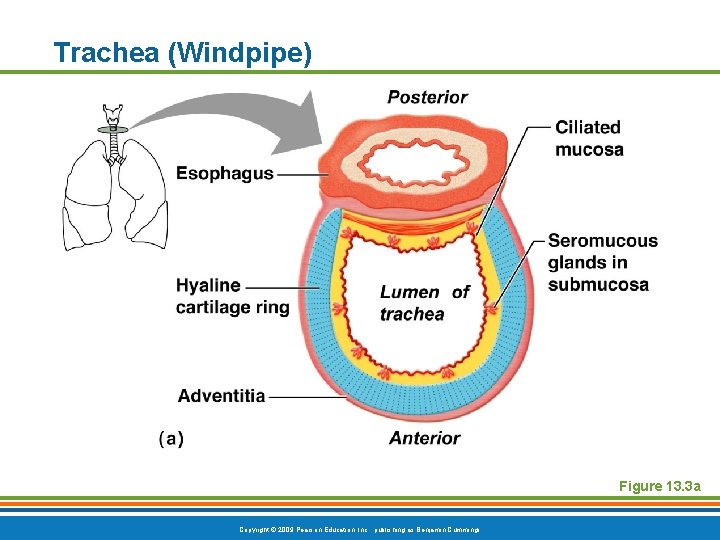 Trachea (Windpipe) Figure 13. 3 a Copyright © 2009 Pearson Education, Inc. , publishing
