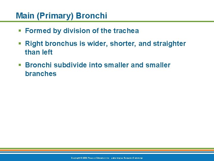 Main (Primary) Bronchi § Formed by division of the trachea § Right bronchus is