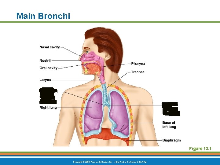 Main Bronchi Figure 13. 1 Copyright © 2009 Pearson Education, Inc. , publishing as