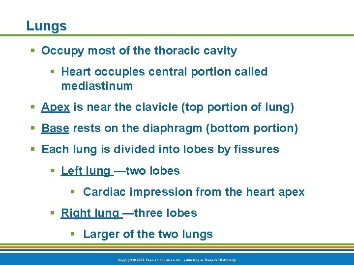 Lungs § Occupy most of the thoracic cavity § Heart occupies central portion called