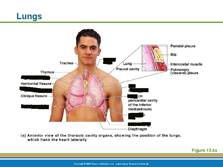 Lungs Figure 13. 4 a Copyright © 2009 Pearson Education, Inc. , publishing as