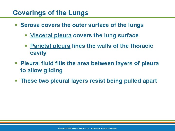 Coverings of the Lungs § Serosa covers the outer surface of the lungs §