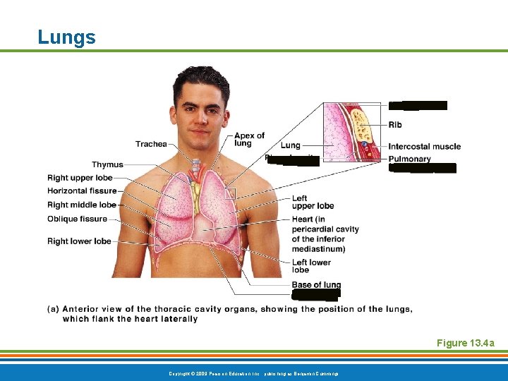 Lungs Figure 13. 4 a Copyright © 2009 Pearson Education, Inc. , publishing as