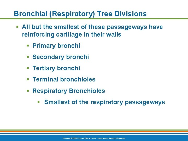 Bronchial (Respiratory) Tree Divisions § All but the smallest of these passageways have reinforcing