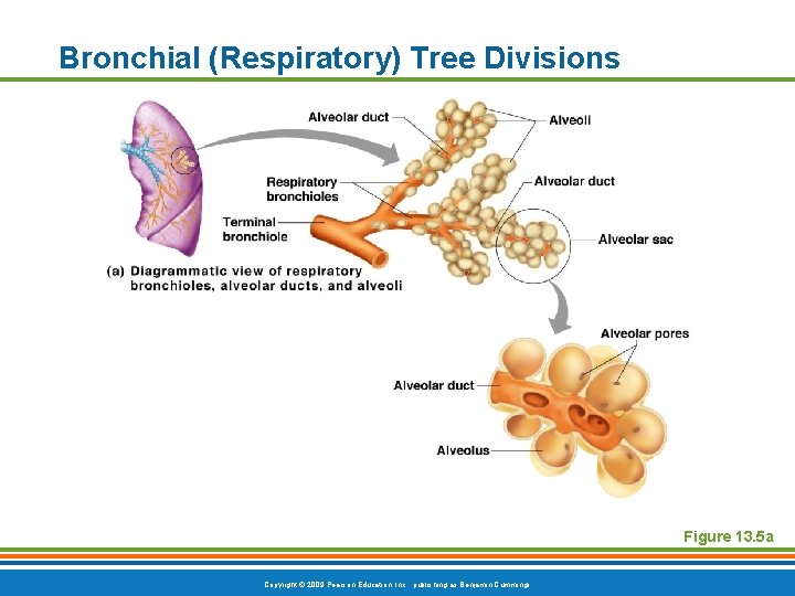 Bronchial (Respiratory) Tree Divisions Figure 13. 5 a Copyright © 2009 Pearson Education, Inc.
