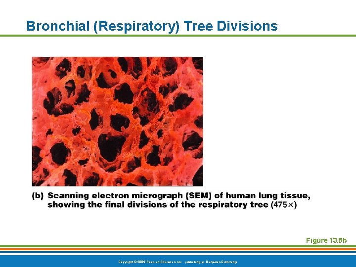 Bronchial (Respiratory) Tree Divisions Figure 13. 5 b Copyright © 2009 Pearson Education, Inc.