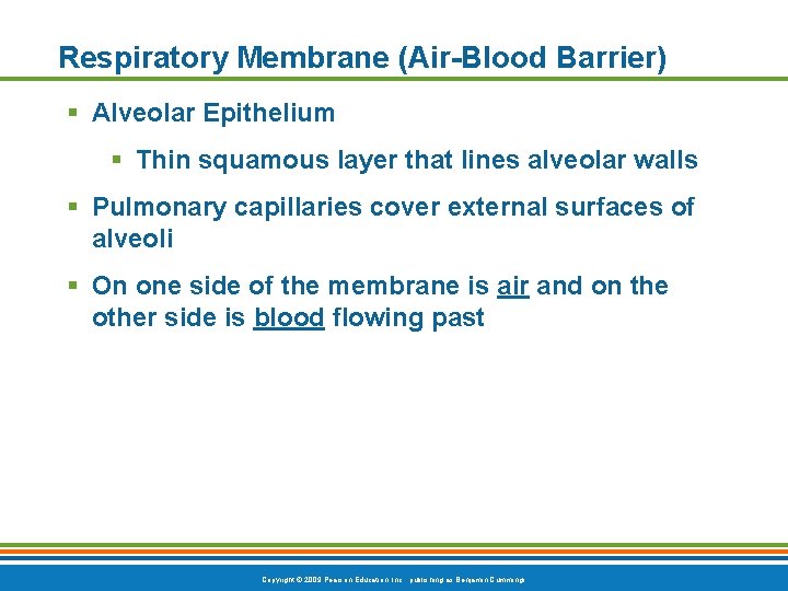 Respiratory Membrane (Air-Blood Barrier) § Alveolar Epithelium § Thin squamous layer that lines alveolar