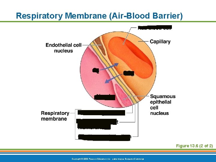 Respiratory Membrane (Air-Blood Barrier) Figure 13. 6 (2 of 2) Copyright © 2009 Pearson