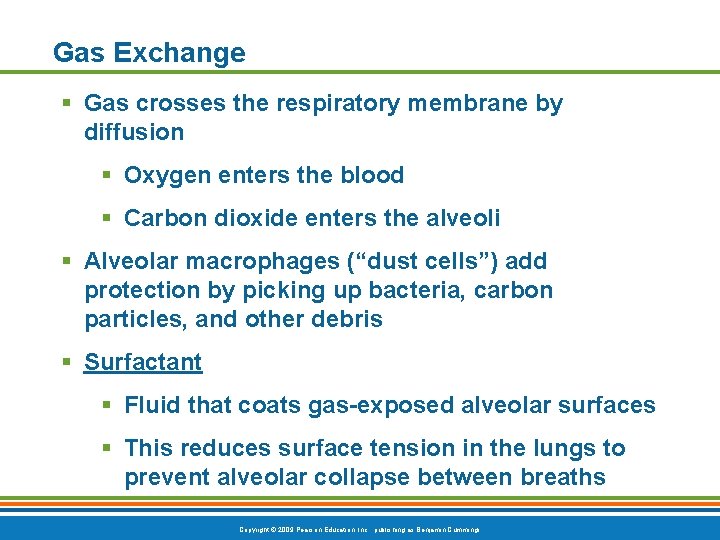 Gas Exchange § Gas crosses the respiratory membrane by diffusion § Oxygen enters the