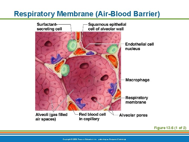 Respiratory Membrane (Air-Blood Barrier) Figure 13. 6 (1 of 2) Copyright © 2009 Pearson