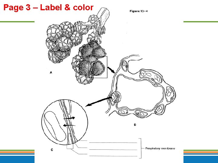 Page 3 – Label & color Copyright © 2009 Pearson Education, Inc. , publishing