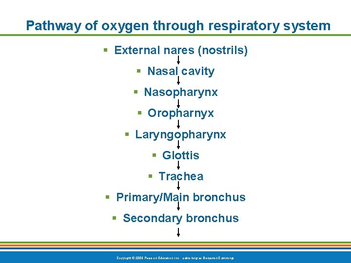 Pathway of oxygen through respiratory system § External nares (nostrils) § Nasal cavity §