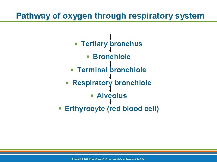 Pathway of oxygen through respiratory system § Tertiary bronchus § Bronchiole § Terminal bronchiole
