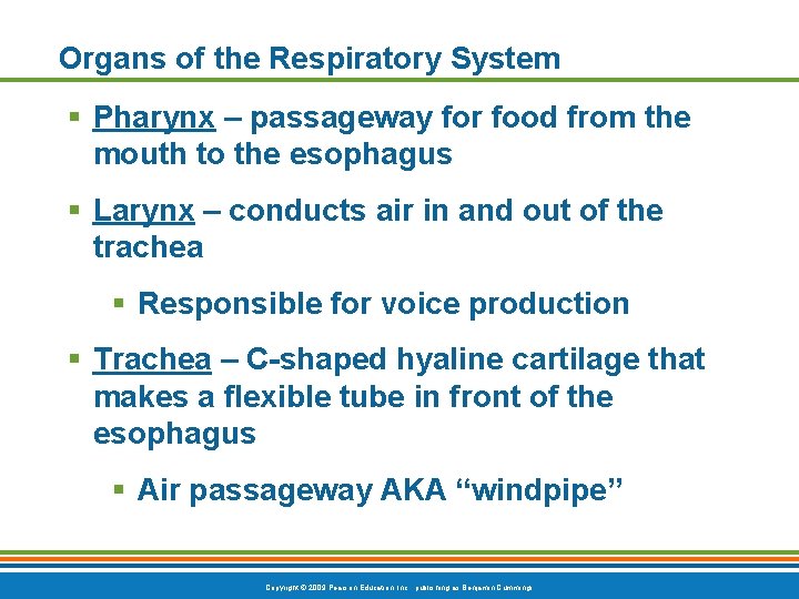 Organs of the Respiratory System § Pharynx – passageway for food from the mouth