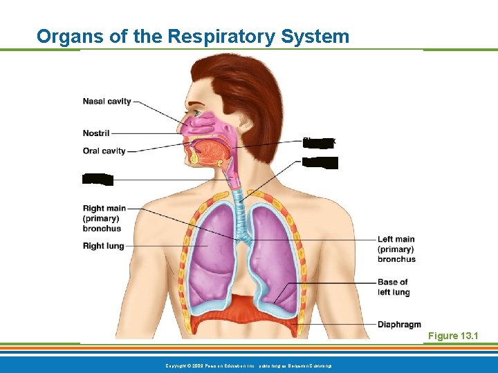 Organs of the Respiratory System Figure 13. 1 Copyright © 2009 Pearson Education, Inc.