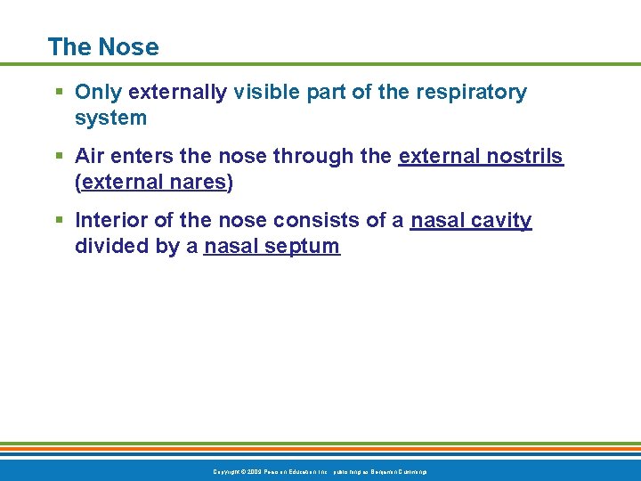 The Nose § Only externally visible part of the respiratory system § Air enters