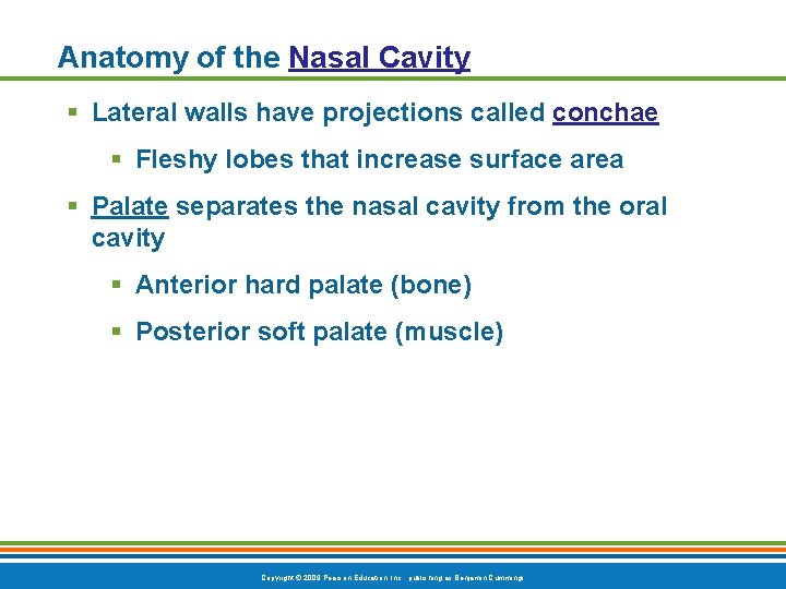 Anatomy of the Nasal Cavity § Lateral walls have projections called conchae § Fleshy