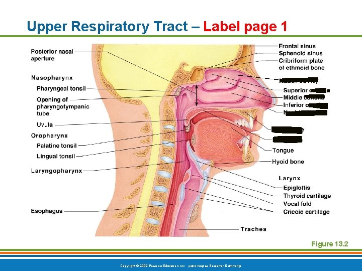 Upper Respiratory Tract – Label page 1 Figure 13. 2 Copyright © 2009 Pearson