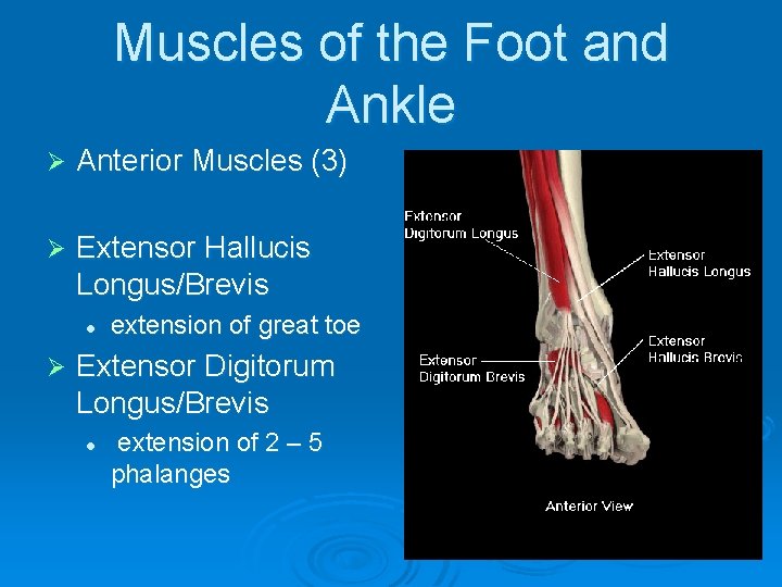 Muscles of the Foot and Ankle Ø Anterior Muscles (3) Ø Extensor Hallucis Longus/Brevis