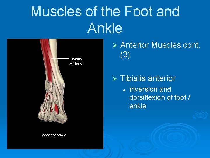 Muscles of the Foot and Ankle Ø Anterior Muscles cont. (3) Ø Tibialis anterior