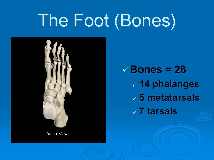 The Foot (Bones) ü Bones = 26 14 phalanges ü 5 metatarsals ü 7