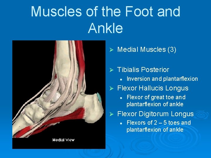 Muscles of the Foot and Ankle Ø Medial Muscles (3) Ø Tibialis Posterior l