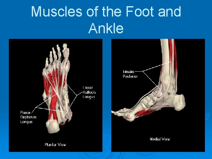 Muscles of the Foot and Ankle 