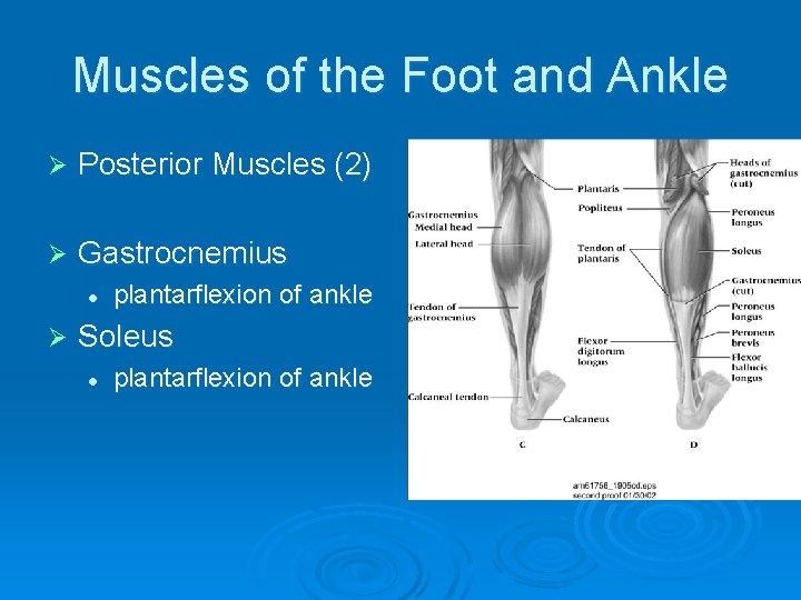 Muscles of the Foot and Ankle Ø Posterior Muscles (2) Ø Gastrocnemius l Ø