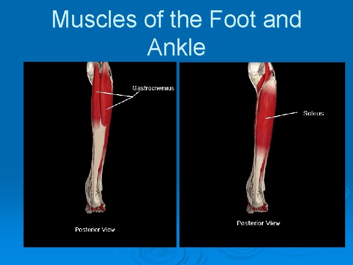 Muscles of the Foot and Ankle 