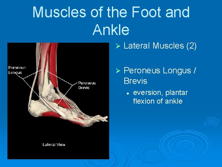 Muscles of the Foot and Ankle Ø Lateral Muscles (2) Ø Peroneus Longus /