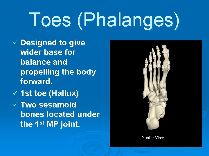 Toes (Phalanges) Designed to give wider base for balance and propelling the body forward.