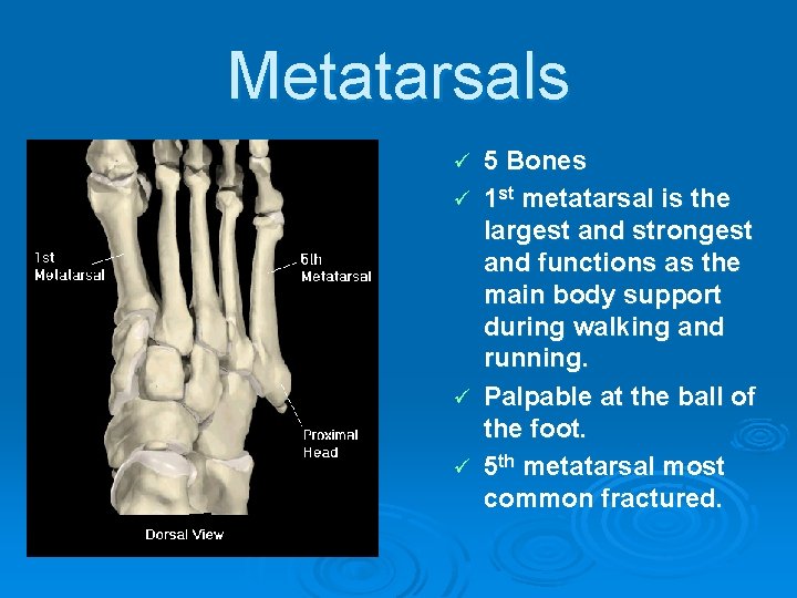 Metatarsals ü ü 5 Bones 1 st metatarsal is the largest and strongest and