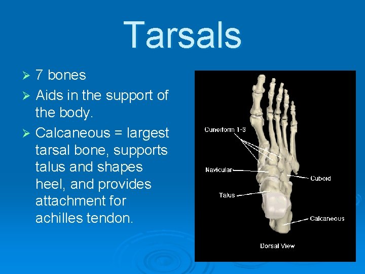 Tarsals 7 bones Ø Aids in the support of the body. Ø Calcaneous =
