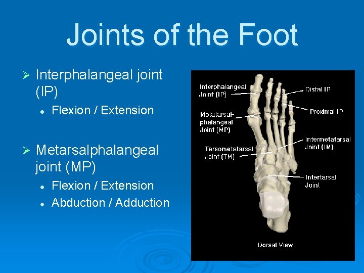 Joints of the Foot Ø Interphalangeal joint (IP) l Ø Flexion / Extension Metarsalphalangeal