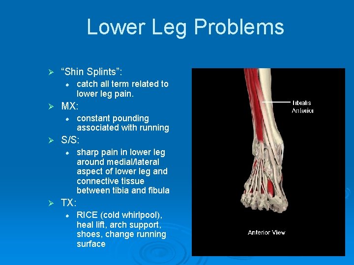 Lower Leg Problems Ø “Shin Splints”: l Ø MX: l Ø constant pounding associated