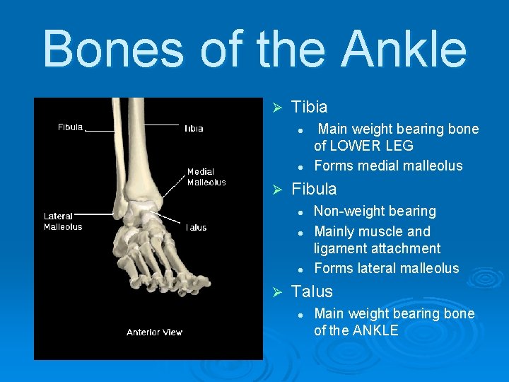 Bones of the Ankle Ø Tibia l l Ø Fibula l l l Ø