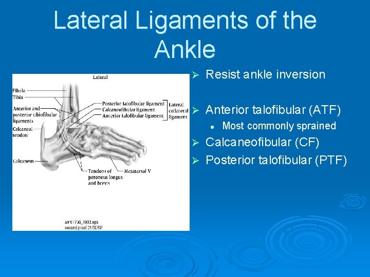 Lateral Ligaments of the Ankle Ø Resist ankle inversion Ø Anterior talofibular (ATF) l