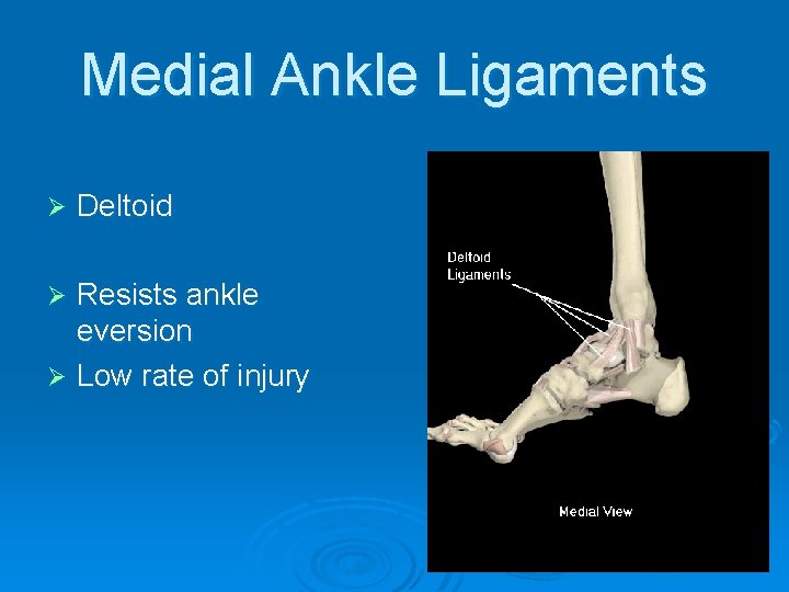 Medial Ankle Ligaments Ø Deltoid Resists ankle eversion Ø Low rate of injury Ø